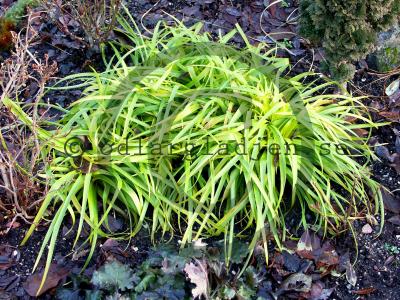 Luzula sylvatica 'Aurea' - Storfryle