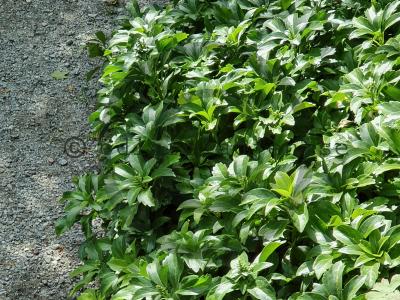 Pachysandra terminalis 'Green Carpet' - Skugg-gröna