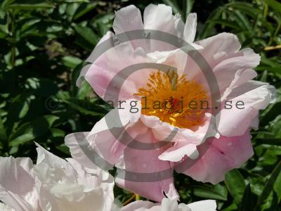 Paeonia lactiflora 'Sea Shell'