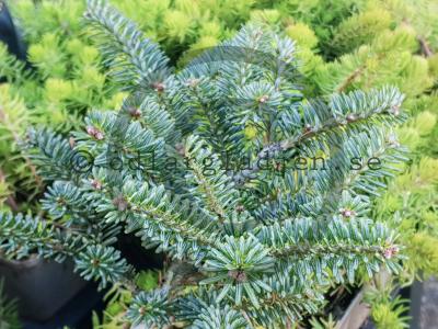 Abies koreana 'Blue Emperor'