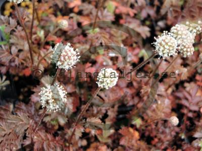 Acaena microphylla &#039;Kupferteppich&#039;