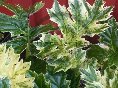Acanthus &#039;Whitewater&#039;