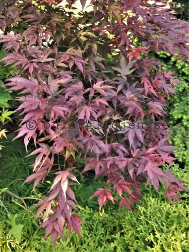 Acer palmatum 'Bloodgood'