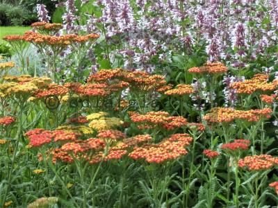 Achillea 'Terracotta' Achillea 'Terracotta'