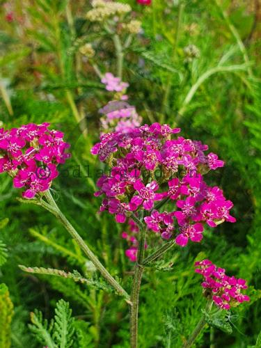 Achillea millefolium 'Cerise Queen' Achillea millefolium 'Cerise Queen'