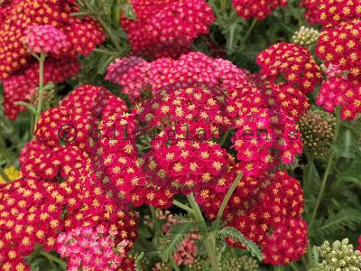 Achillea millefolium 'Red Velvet' Achillea millefolium 'Red Velvet'