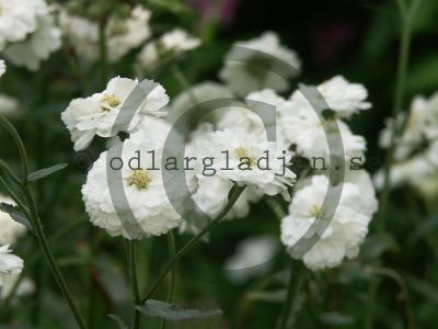 Achillea ptarmica var. multiplex 'The Pearl' Achillea ptarmica var. multiplex 'The Pearl'