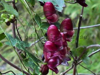 Aconitum hemsleyanum &#039;Red Wine&#039;