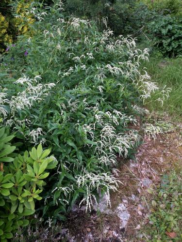 Aconogonon alpinum Aconogonon alpinum