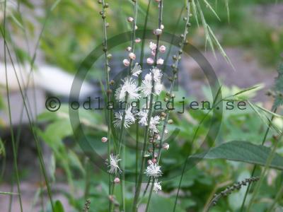 Actaea dahurica