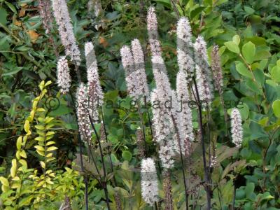 Actaea simplex 'Atropurpurea'