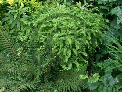 Adiantum pedatum Adiantum pedatum