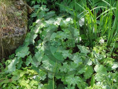 Alchemilla mollis Alchemilla mollis