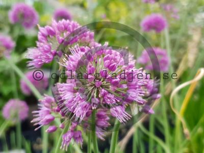 Allium 'Medusas Hair' Allium 'Medusas Hair'