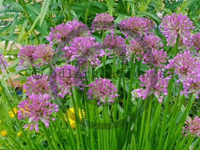 Allium 'Millenium'