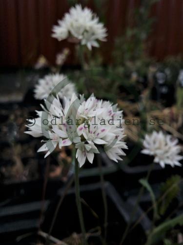 Allium amplectens &#039;Graceful Beauty&#039;