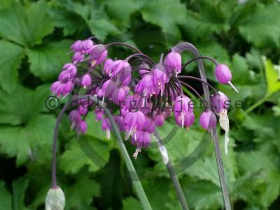 Allium cernuum &#039;Hidcote&#039;