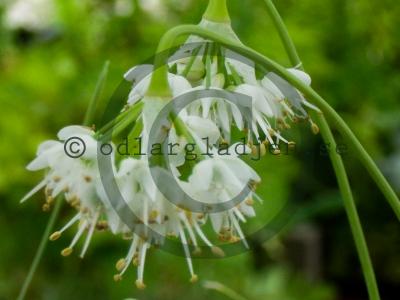 Allium cernuum &#039;White Dwarf&#039;
