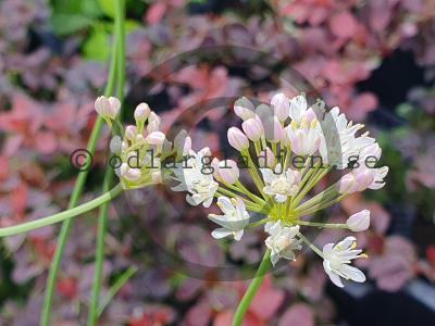 Allium denudatum Allium denudatum