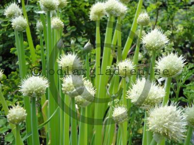 Allium fistulosum