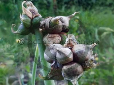 Allium x proliferum