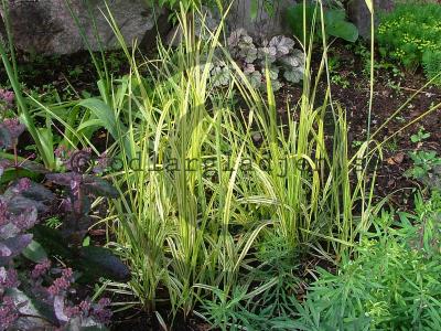 Alopecurus pratensis 'Auerovariegatus' Alopecurus pratensis 'Auerovariegatus'