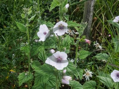 Althaea officinalis Althaea officinalis