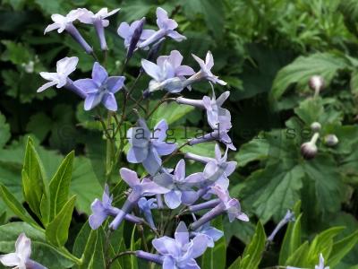 Amsonia 'Blue Ice'