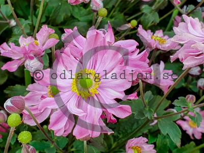 Anemone hupehensis var. japonica 'Pocahontas'