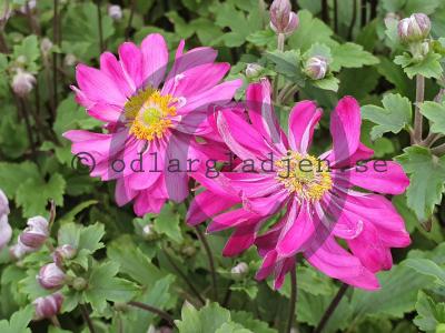 Anemone hupehensis var japonica 'Prinz Heinrich' Anemone hupehensis var japonica 'Prinz Heinrich'