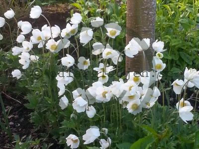 Anemone sylvestris Anemone sylvestris