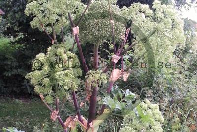 Angelica archangelica Angelica archangelica