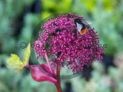 Angelica gigas