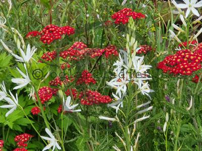 Anthericum liliago Anthericum liliago