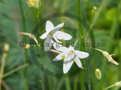 Anthericum ramosum
