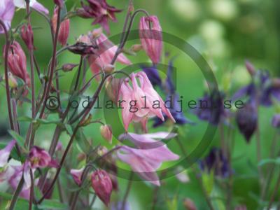 Aquilegia vulgaris 'Grandmother's Garden'