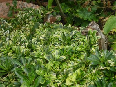 Arabis ferdinandi-coburgi 'Old Gold'