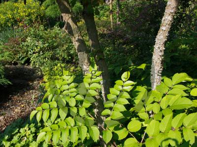 Aralia elata