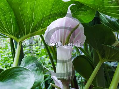 Arisaema candidissimum Arisaema candidissimum