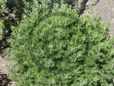 Artemisia maritima 'Coca-Cola'