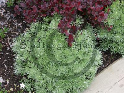 Artemisia schmidtiana 'Nana'