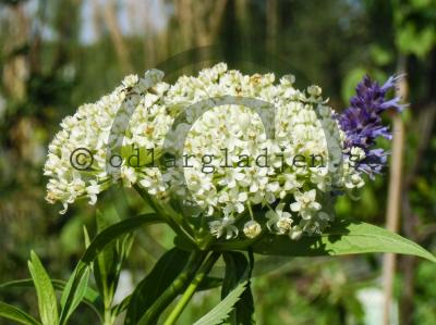 Asclepias incarnata 'Ice Ballet' Asclepias incarnata 'Ice Ballet'