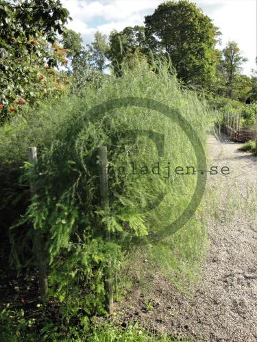 Asparagus officinalis Asparagus officinalis