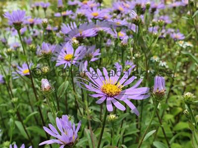 Aster amellus 'Axel Tallner' Aster amellus 'Axel Tallner'