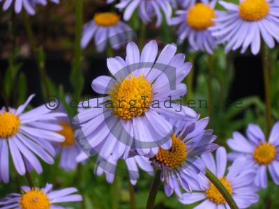 Aster tongolensis 'Wartburgstern' Aster tongolensis 'Wartburgstern'