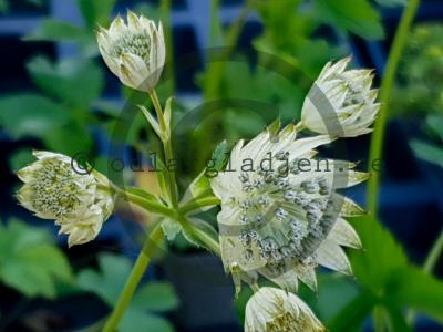 Astrantia major subsp. involucrata 'Shaggy' Astrantia major subsp. involucrata 'Shaggy'
