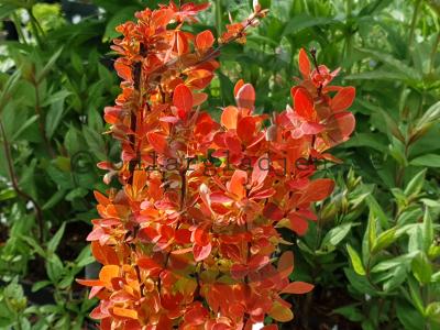Berberis thunbergii 'Orange Ice' Berberis thunbergii 'Orange Ice'