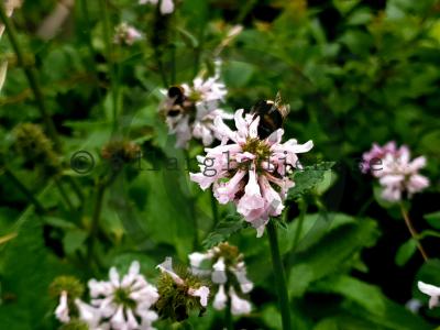 Betonica officinalis 'Summer Sweets' Betonica officinalis 'Summer Sweets'
