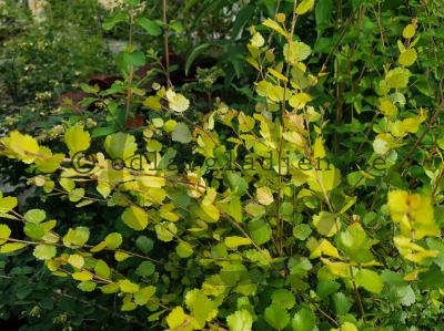 Betula 'Golden Treasure' Betula 'Golden Treasure'