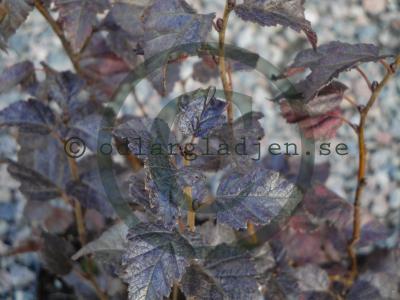Betula pubescens 'Rubra' Betula pubescens 'Rubra'